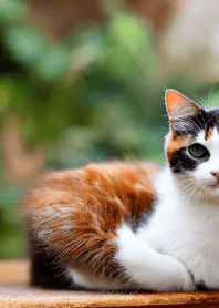 Nyanko Great Runaway #MYWX013.