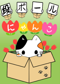 Cat in cardboard [Spring]