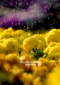 Yellow flowers and Rain