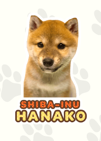 Shiba Inu Hanako [PhotoTheme*a49]