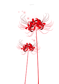 紅色彼岸花 佈景白