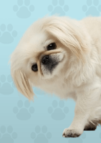 ธีมปักกิ่งสีขาว Green 09