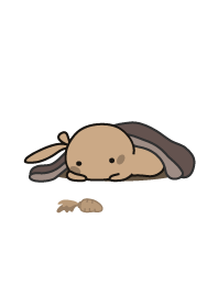 rabbit staring-11