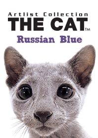 THE CAT Russian Blue