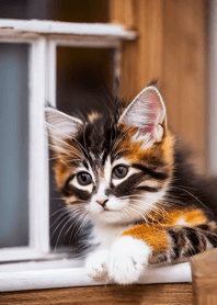 Cats run wild #DIQM125.