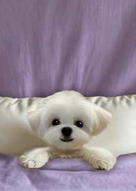 療癒趣味蓋棉被狗勾-馬爾濟斯1.4 粉紫色