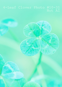 4leaf Clover Photo#10-31Not AI