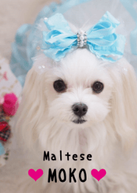 マルチーズのモデル犬 モコちゃん