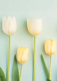 Yellow&White tulips