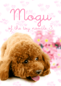 Mogu of the toy poodle 3 / real ver.