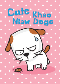 cute Khao Niaw dogs