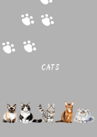 Lovely cats on white