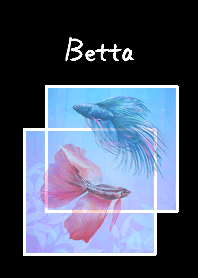 ปลากัด ( Betta )( Siamese fighting fish)