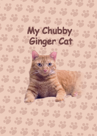 My Chubby Ginger Cat