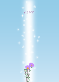 April birth flower,Aster.