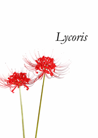 Simple and chic cluster amaryllis4