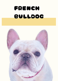 大好きなフレンチブルドッグ