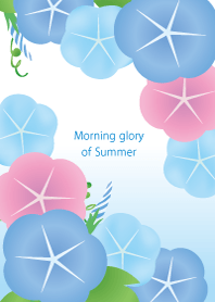 morning glory of summer