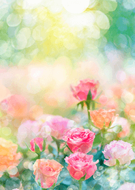 Beautiful rose flower(R2934)