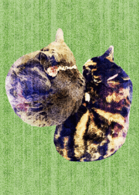 うちのMix猫たち