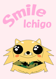 I am ICHIGO of Chihuahua.