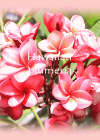 plumeria pink flower photo theme