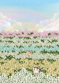 Field of colorful flowers with baby cat