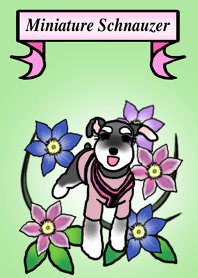 ミニシュナのカンナちゃん