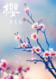 日本極美櫻花(天空藍色)