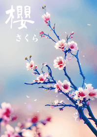 일본의 매우 아름다운 벚꽃(하늘색)