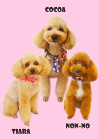 3 toy poodle Theme