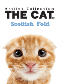 THE CAT Scottish Fold
