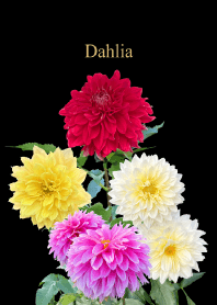 ダリアの花