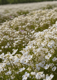 Fashionable gypsophila field.