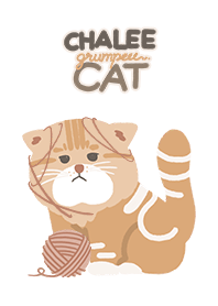 Chalee grumpeee cat