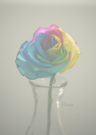 Rainbow rose Theme 3