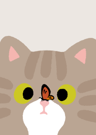 tabby cat with crossed eyes