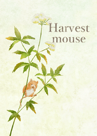 Harvest mouse