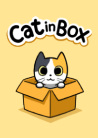 Cat in box