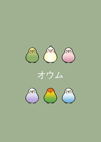 私の小さなオウム(灰緑色)