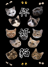 你好，貓3 - 夜行同遊 _ 護眼黑