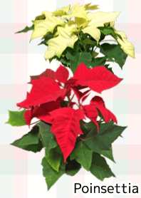 A lot of poinsettia
