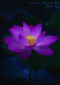 Lotus Photo #4-4 NotAI