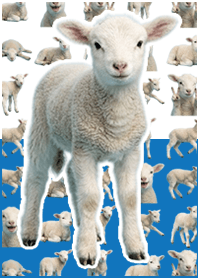 baby sheep White Blue