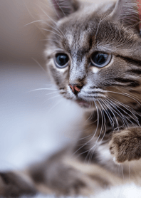 nyanko great runaway#mohk108