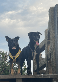 Two Mix Dogs