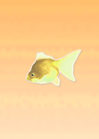 Lucky Goldfish Simple 12