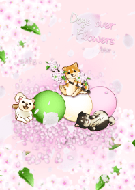 Dogs over Flowers 2 (cherry blossoms)
