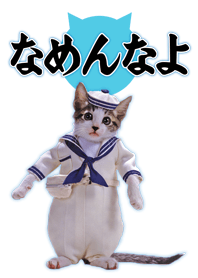 なめ猫 COOL