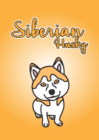 siberian husky orange
